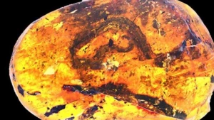 99 milyon il yaşı olan kəhrəba daşının içindən baxın nə çıxdı - VİDEO