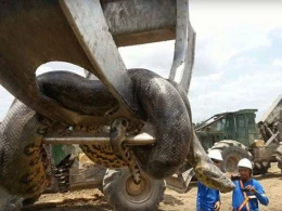 10 metrlik anakonda tapıldı, aparmaq üçün kran gətirildi +VİDEO