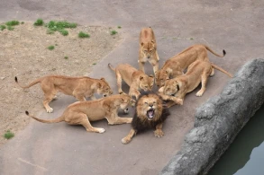 Ac pələnglər qoca şiri parçaladı (18+VİDEO)