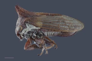 Alimlər yeni tapılan həşərata Ledi Qaqanın adını verdilər