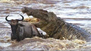 Timsahlar su içmək istəyən antilopu diri-diri parçaladı (18+VİDEO)