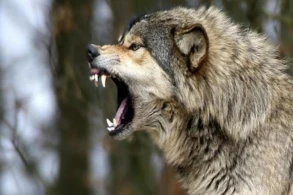 Zaqatalada qorxunc anlar: Canavar evə hücum edib parçaladı +VİDEO