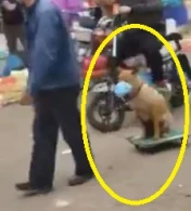 İt koronovirusa yoluxmasın deyə ona maska taxdı - VİDEO