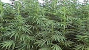 Rusiyada şok qərar: Çətənə və xaşxaş əkməyə icazə verildi