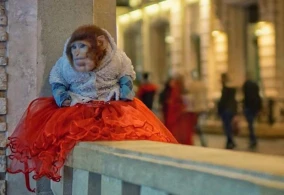 "Tarqovu"da hamının şəkil çəkdirdiyi meymun görün nə hala düşüb - FOTO