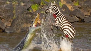 Nəfəs kəsən görüntü: Timsah zebranın ətini qopardı (18+VİDEO)