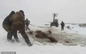 Buz qırıldı,atlar kütləvi şəkildə gölməçəyə töküldü +VİDEO