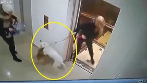 Liftdən çıxan pitbull iti qızın bahalı itini öldürdü (18+video)