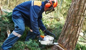Ağac kəsdi,50 min manat cərimələndi - BAKIDA