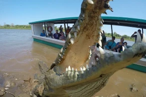 Görüntülər şok etdi: Adam timsah sürüsünün içərisinə düşdü 