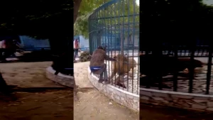 Zooparkda şir sərxoş kişini parçaladı (18+VİDEO)