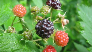 Min bir dərdin DƏRMANI: Özü kimi yarpaqları da...