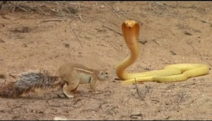 Dələ kobranı öldürmək istədi - VİDEO