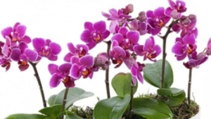 Xərçəngə qarşı təsir göstərən BİTKİ: Hər yerdə bitmir və…