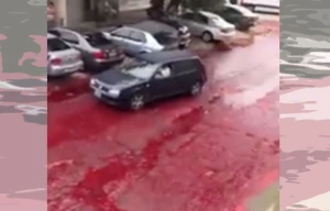 Küçədən minlərlə litr qan axdı - Şok görüntü