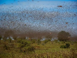 Azərbaycan sərhədinə 400 milyard çəyirtkə gəlir... Koronavirusdan daha böyük TƏHLÜKƏ! / VİDEO