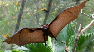 İsraildə BÖYÜK TƏŞVİŞ- Minlərlə yarasa...