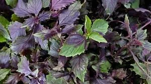 Virusları məhv edən dərman bitkiləri - Dəmləyib içə bilərsiniz - VİDEO