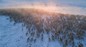 Şimal marallarının köçü tıxaca səbəb oldu - VİDEO