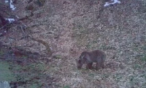 Azərbaycanda nəhəng heyvanın görüntüsü yayıldı - VİDEO