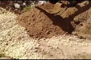 İrandan ŞOK görüntü: 100 minlərlə canlı diri-diri basdırıldı (18+VİDEO)