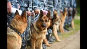 İt yük maşınından narkotik tapdı  +VİDEO