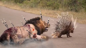 Oxatan kirpi  ona  hücum  edən  şiri  al qana boyadı  — (18+VİDEO)