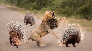 Lion attacks porcupine: Porcupine wins  +VİDEO