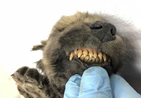 Российские учёные показали самую древнюю собаку в мире