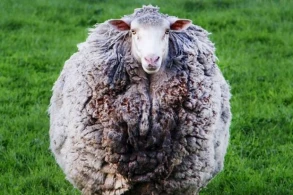 Пропавшая при пожаре овца вернулась к хозяевам спустя семь лет - ФОТО