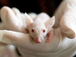 Rusiya koronavirus testləri üçün yeni siçanlar yaradır