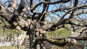 Şamaxıda kilosu 6 min manata satılan ilbiz kürüsü - FOTO