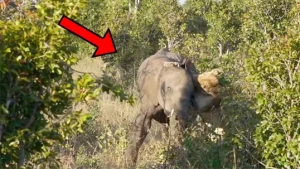 Pələng filin qulağından yapışdı,parçalamaq istədi +VİDEO