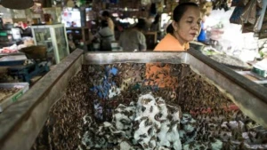 Epidemiyalar niyə Çində başlayır? – Gerçək SƏBƏBLƏR +VİDEO