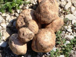 Azərbaycanda bitən bitki Avropada 2000 avroya satılır