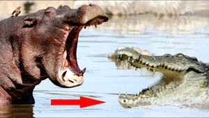 İnanılmaz görüntü: Begemont antilopu parçalamaq istəyən timsahı öldürdü