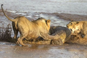 В Африке пять львиц напали на крокодила – ВИДЕО