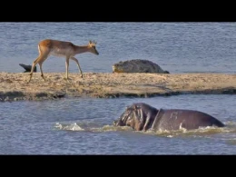 Timsah ceyranı diri-diri uddu (18+VİDEO)