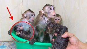 Meymun balaları vannada belə çimdi  — MARAQLI  VİDEO