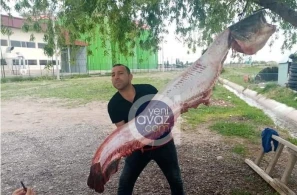 Kürdən görün nə tutdular — Azərbaycanda — FOTO