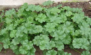 Bu bitkini bilirsinizmi? Görün nə qədər faydası var...