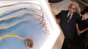 Dünyanın ən uzun dırnaqları kəsildi- muzeydə sərgilənəcək