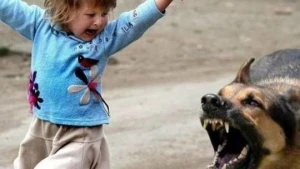 Qaxda azyaşlını it dişləyib