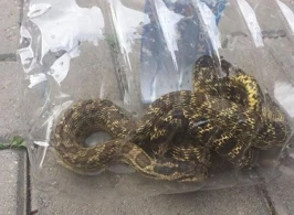 Avtomobilin motorundan ilan çıxdı (FOTO)