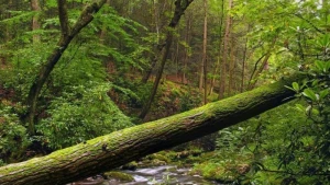 Azərbaycanda ŞOK HADİSƏ - Ayı 12 yaşlı oğlanı parçalayaraq öldürdü