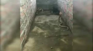 Zəhərli kobranın hücumundan balalarını belə qorudu - Video