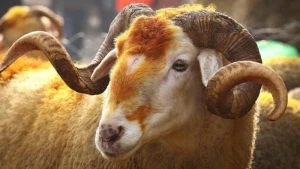 Azərbaycanda Qurban bayramı nə vaxtdır?