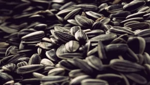 Günəbaxan tumu – kökəldir ya arıqladır?.. 