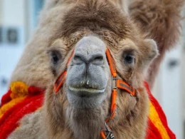 Dəvə küçədə uşağa hücum etdi