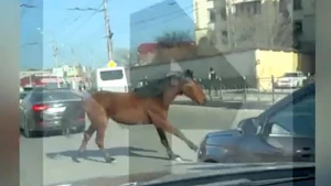 Maşın atı vurub öldürdü (18+VİDEO)